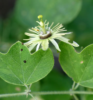 image of Passiflora lutea, Yellow Passionflower, Little Passionflower