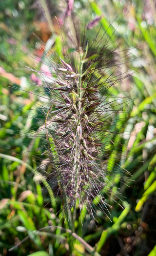 image of Cenchrus purpurascens, Chinese Fountaingrass, Black Fountaingrass, Foxtail Fountaingrass