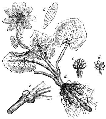 drawing of Ficaria verna ssp. verna, Fig Buttercup, Lesser Celandine, Pilewort