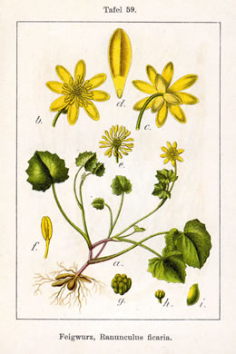 image of Ficaria verna ssp. verna, Fig Buttercup, Lesser Celandine, Pilewort