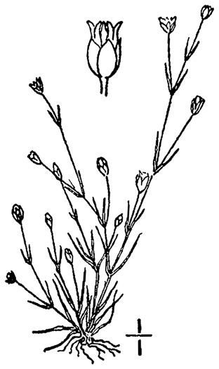 drawing of Sagina decumbens, Trailing Pearlwort, Eastern Pearlwort, Annual Pearlwort