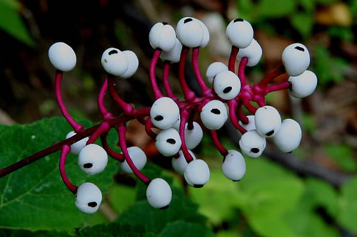 fruit of Actaea pachypoda, Doll's-eyes, White Baneberry, White Cohosh