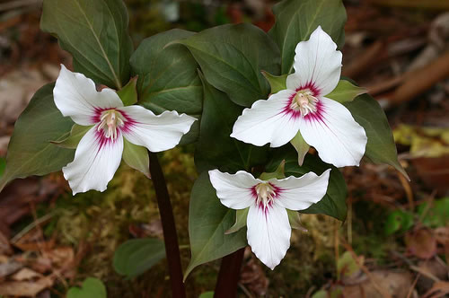 image of Trillidium undulatum, Painted Trillium, Striped Wake-robin