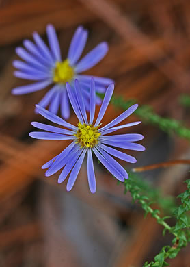 Walter's Aster