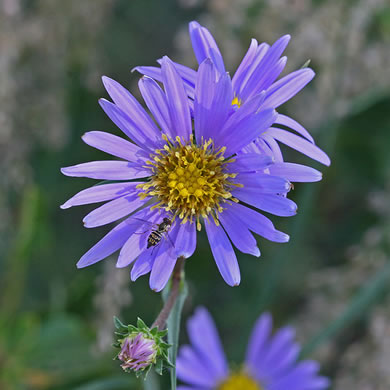 flower of Eurybia paludosa, Savannah Grass-leaved Aster, Southern Swamp Aster