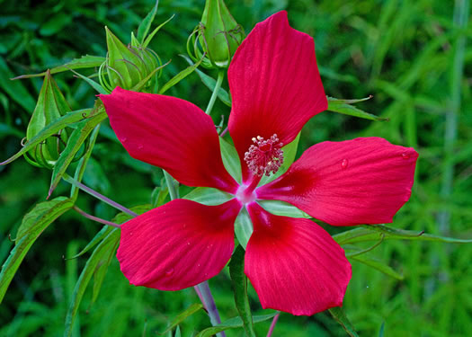 image of Hibiscus coccineus, Scarlet Rosemallow, Scarlet Hibiscus, Swamp Mallow