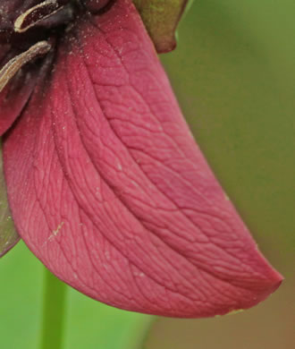 image of Trillium sulcatum, Southern Red Trillium, Barksdale's Trillium