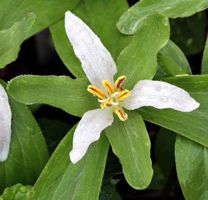 image of Trillium pusillum +, Carolina Least Trillium, Virginia Dwarf Trillium, Aiken Least Trillium