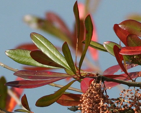 image of Cyrilla racemiflora, Titi, Swamp Cyrilla, Leatherwood