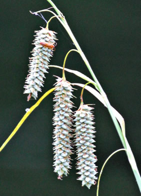 image of Carex glaucescens, Blue Sedge, Southern Waxy Sedge