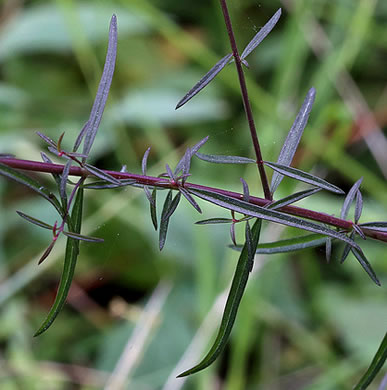 image of Agalinis virgata, Wand Gerardia, Wand Agalinis, Pine-barren False Foxglove