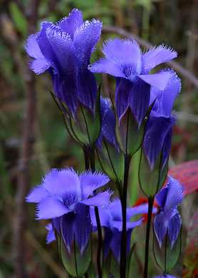 image of Gentianopsis crinita, Eastern Fringed Gentian, Greater Fringed Gentian