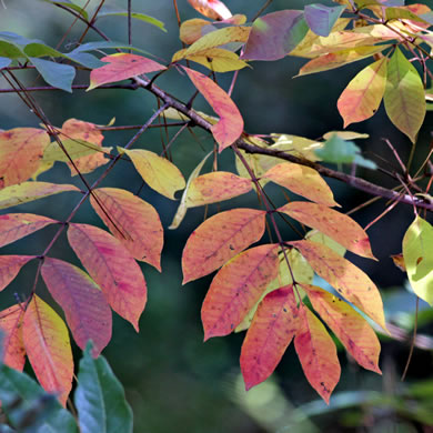 image of Toxicodendron vernix, Poison Sumac, Thunderwood