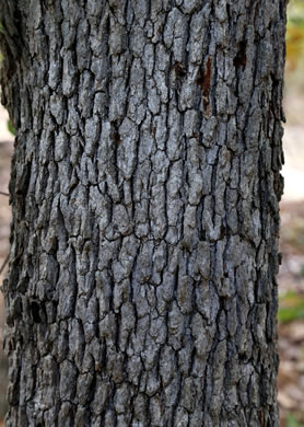 image of Quercus margaretiae, Sand Post Oak, Scrub Post Oak, Margaret's Oak