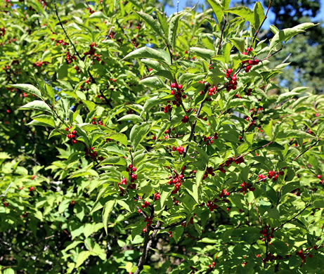 image of Ilex montana, Mountain Holly, Mountain Winterberry