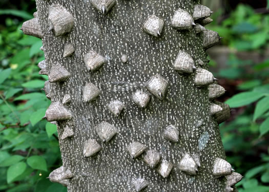 image of Zanthoxylum clava-herculis, Southern Toothache Tree, Hercules-club, Sea-ash, Southern Prickly-ash