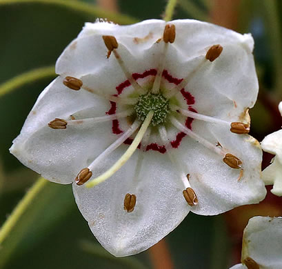 image of Kalmia cuneata, White Wicky