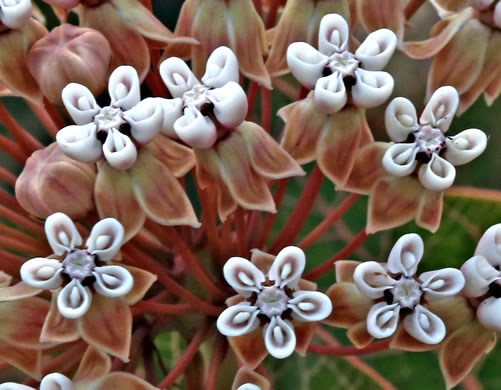image of Asclepias humistrata, Pinewoods Milkweed, Fleshy Milkweed, Sandhill Milkweed