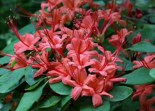 image of Rhododendron prunifolium, Plumleaf Azalea