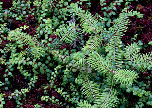 image of Gaultheria hispidula, Creeping Snowberry, Moxie