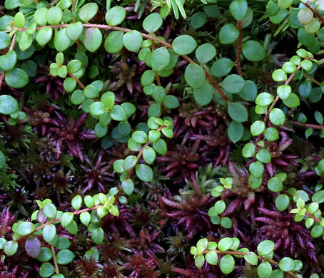 image of Gaultheria hispidula, Creeping Snowberry, Moxie