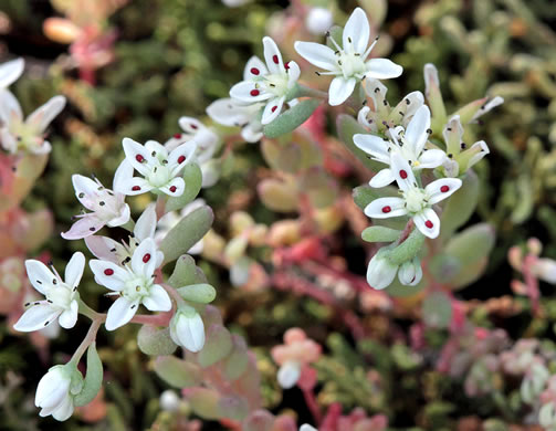 Sedum pusillum, Puck's Orpine, Granite Stonecrop