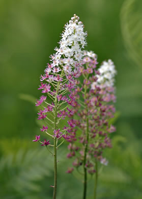 Stenanthium densum, Crow-poison, Savanna Camass, Osceola-plume