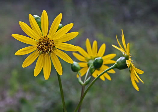 image of Silphium terebinthinaceum, Prairie-dock, Broadleaf Prairie-dock