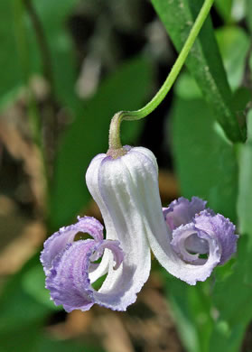 flower of Clematis crispa, Southern Leatherflower, Marsh Clematis, Swamp Leatherflower, Blue Jasmine