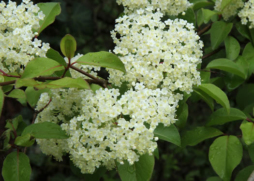 Blackhaw