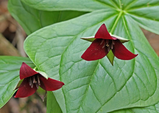 image of Trillium sulcatum, Southern Red Trillium, Barksdale's Trillium