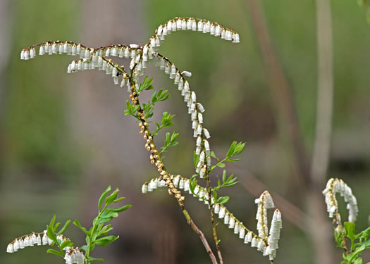 Coastal Fetterbush