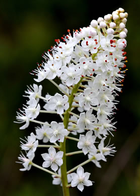 Stenanthium densum, Crow-poison, Savanna Camass, Osceola-plume