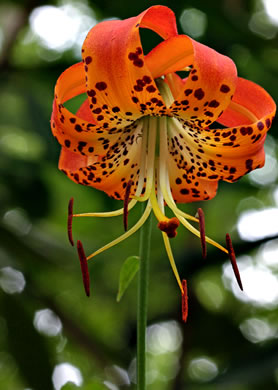 image of Lilium michauxii, Carolina Lily, Michaux’s Lily