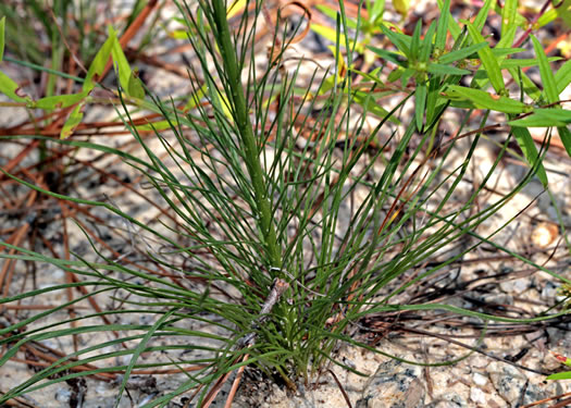 image of Liatris tenuifolia, Shortleaf Blazing-star, Shortleaf Gayfeather, Slender Blazing-star