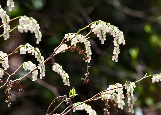 image of Eubotrys recurvus, Mountain Sweetbells, Mountain Fetterbush, Deciduous Fetterbush