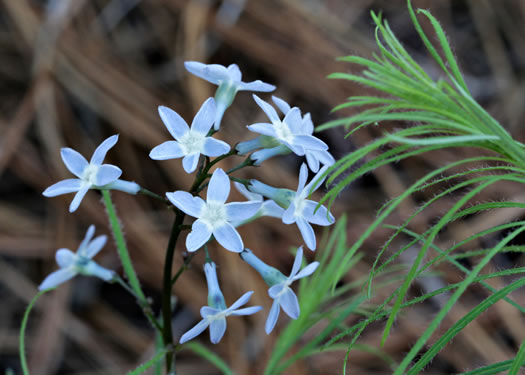 Sandhill Bluestar