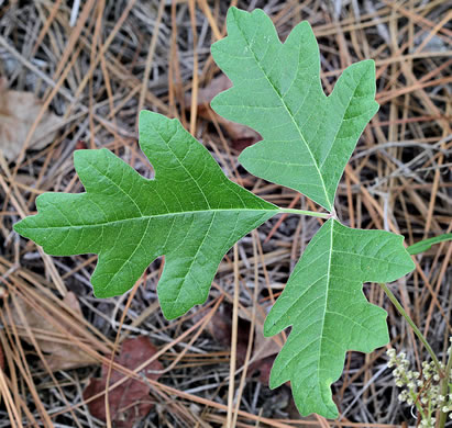 image of Toxicodendron pubescens, Poison Oak, Southeastern Poison Oak