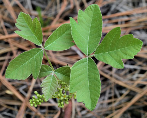 image of Toxicodendron pubescens, Poison Oak, Southeastern Poison Oak