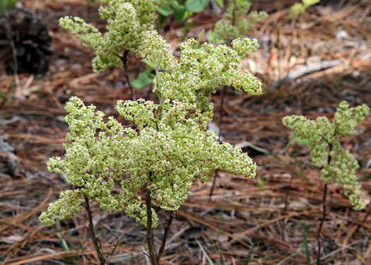 panicle