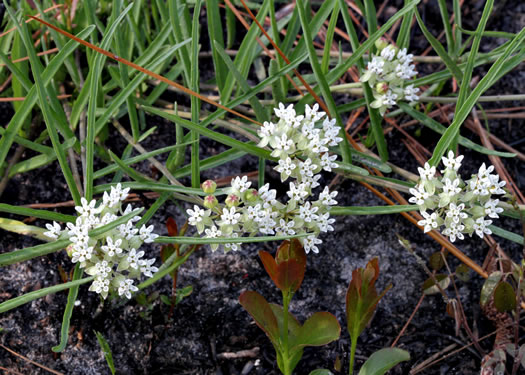image of Asclepias michauxii, Michaux's Milkweed