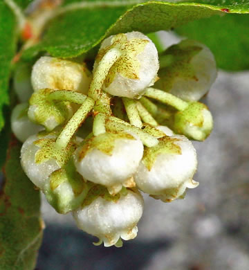 image of Lyonia ligustrina var. ligustrina, Northern Maleberry, He-huckleberry