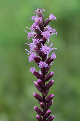 image of Liatris resinosa, Dense Blazing-star, Bog Blazing-star