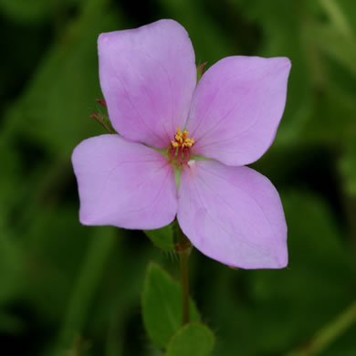 image of Rhexia petiolata, Ciliate Meadowbeauty, Short Meadowbeauty, Fringed Meadowbeauty, Bog Meadowbeauty