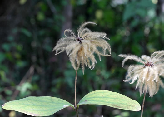 image of Clematis ochroleuca, Curlyheads