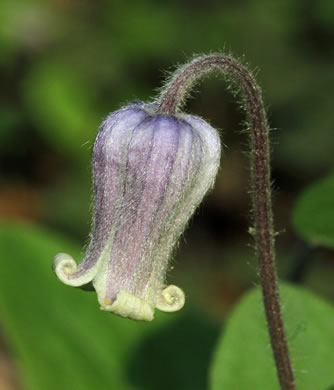 sepals or bracts of Clematis ochroleuca, Curlyheads