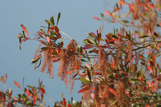 image of Cyrilla racemiflora, Titi, Swamp Cyrilla, Leatherwood