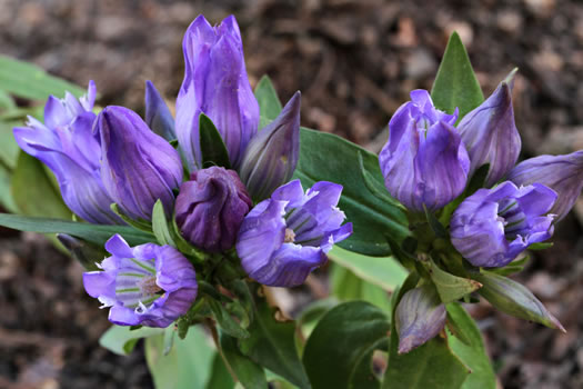 image of Gentiana catesbyi, Coastal Plain Gentian, Catesby's Gentian, Elliott's Gentian