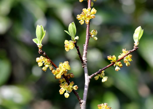 Bog Spicebush