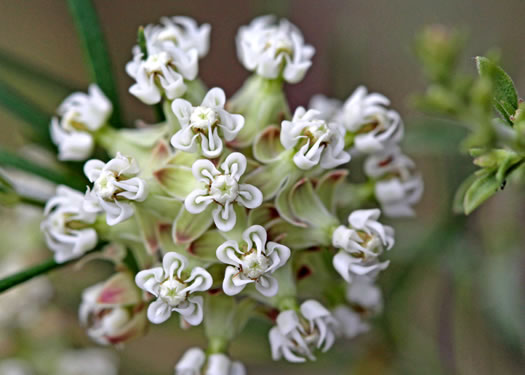 image of Asclepias verticillata, Whorled Milkweed, Narrowleaf Milkweed